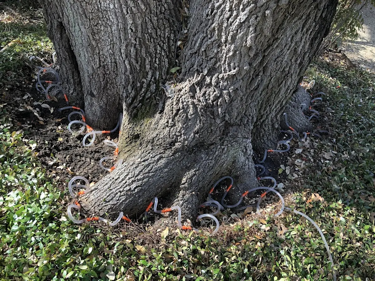 Detailed Tree Cabling and Bracing job site in Massena